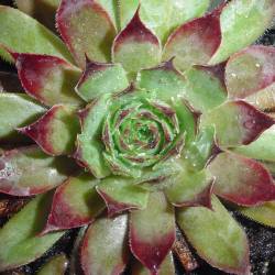 Sempervivum - Dachwurz - Hauswurz